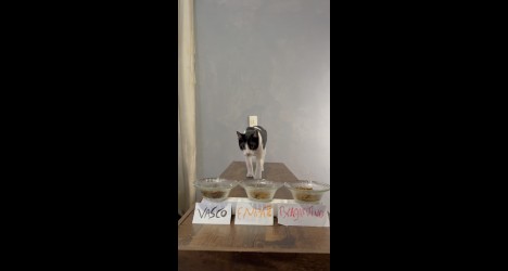 Frajola, o ‘gato vidente’, aposta na vitória do Vasco sobre o Red Bull Bragantino neste domingo