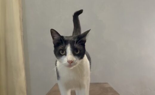 Frajola, o ‘gato vidente’, prevê vitória do Vasco sobre o Botafogo na quarta-feira